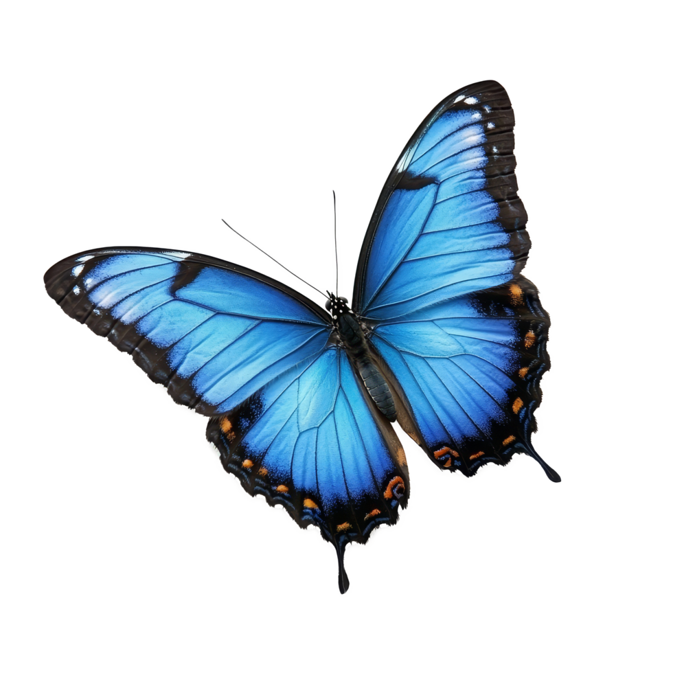 A stunning blue butterfly displays its intricate wings, highlighting vivid colors against a pure backdrop, beautiful blue butterfly on transparent background png