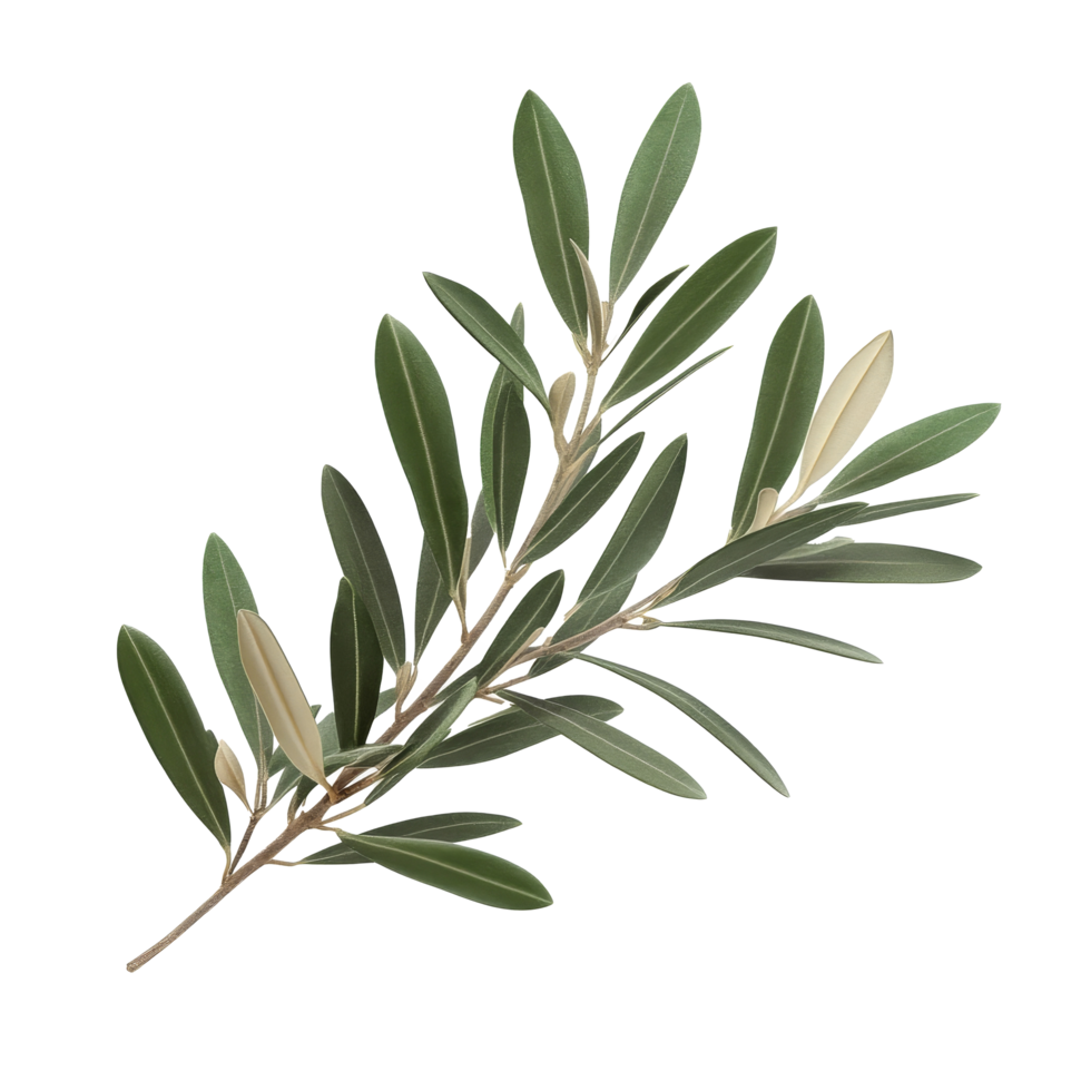 A branch from an olive tree showcases its vibrant green leaves, highlighting the plant's natural beauty and elegance, branch of a olive tree with leaves on transparent background png