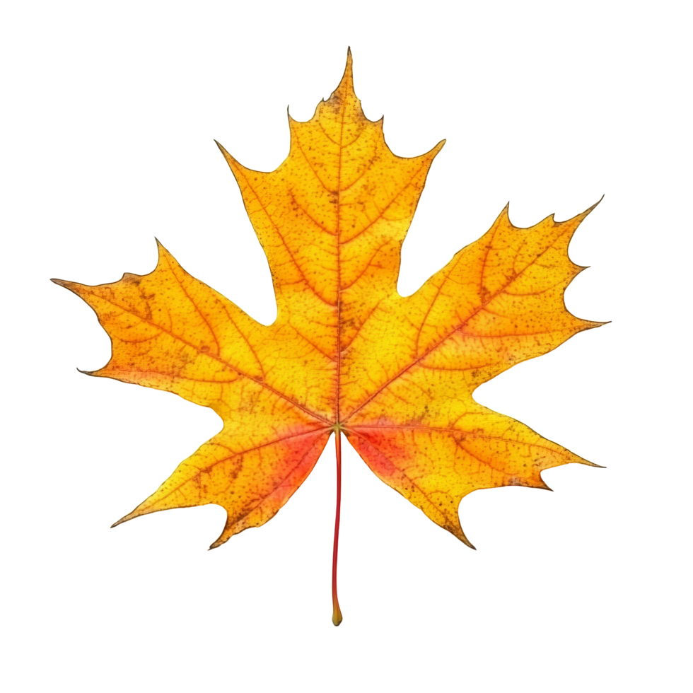 A vibrant autumn maple leaf in yellow and orange stands out against a transparent background, perfect for seasonal themes, autumn maple leaf on transparent background png