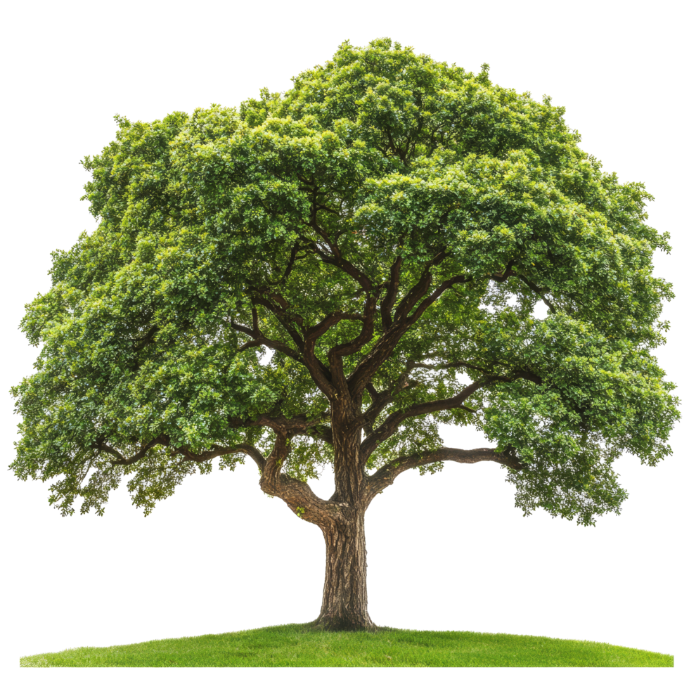 A large green tree grows in isolation on a grassy area, emphasizing its natural beauty against a clean backdrop, beautiful big green tree on transparent background png