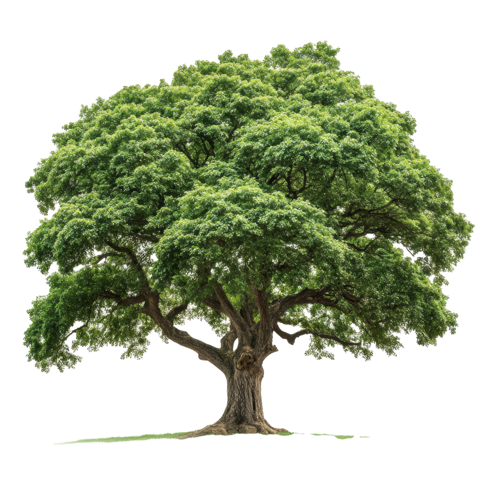 A splendid green tree towers alone, its lush leaves contrasting beautifully with the surrounding backdrop, beautiful big green tree on transparent background png