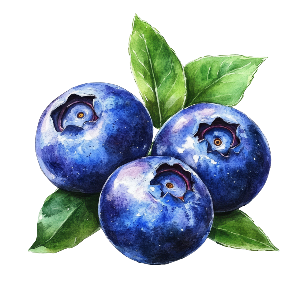 A detailed watercolor representation of blueberries with lush green leaves, set against a clean backdrop, blueberries in drawing on transparent background png