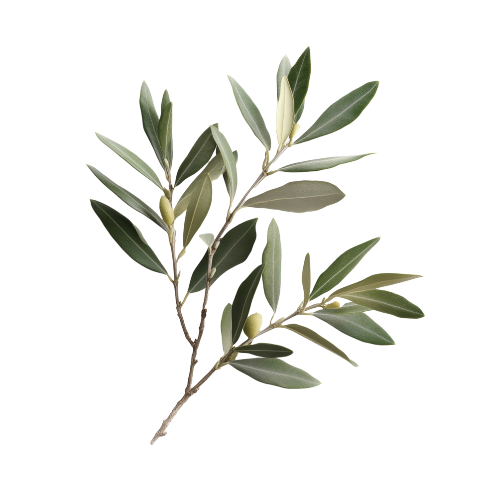 A vibrant olive branch with green leaves stands out against a clean transparent background, showcasing its freshness, branch of a olive tree with leaves on transparent background png