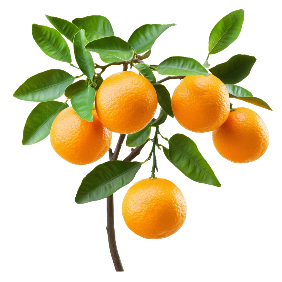 A branch of an orange tree laden with ripe oranges and lush green leaves thriving in a sunny environment, branch of orange tree with fruits on transparent background png