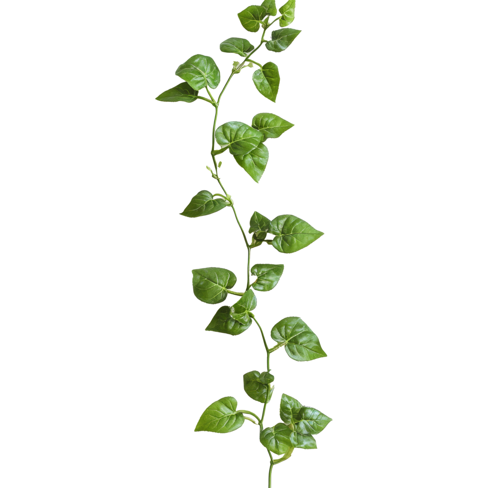 A trailing vine plant displays its glossy green leaves against a stark backdrop, highlighting its natural beauty, Close up of trailingvining plant on transparent background png