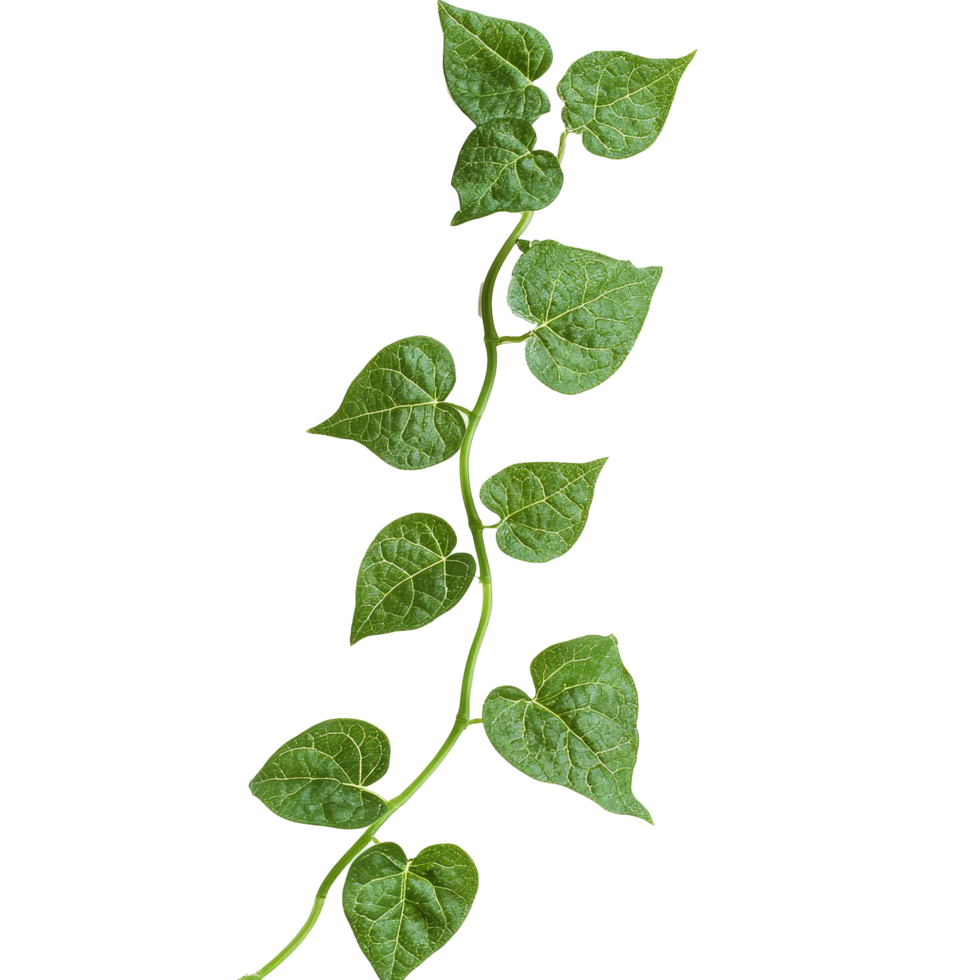 A close-up of a vining plant with vibrant green, heart-shaped leaves highlights its lush texture, Close up of trailingvining plant on transparent background png