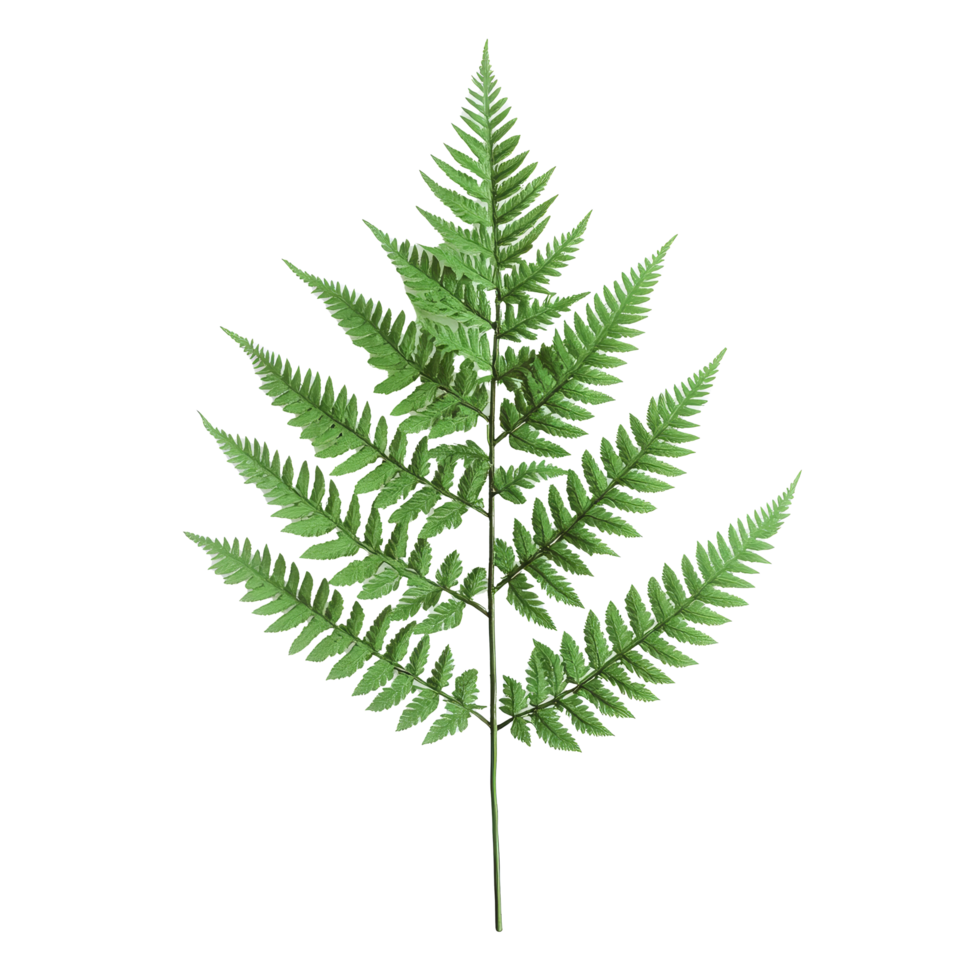 A close-up shows the intricate fronds of a lush fern against a stark transparent background, highlighting its beauty, Close up of aloe vera plant on transparent background png