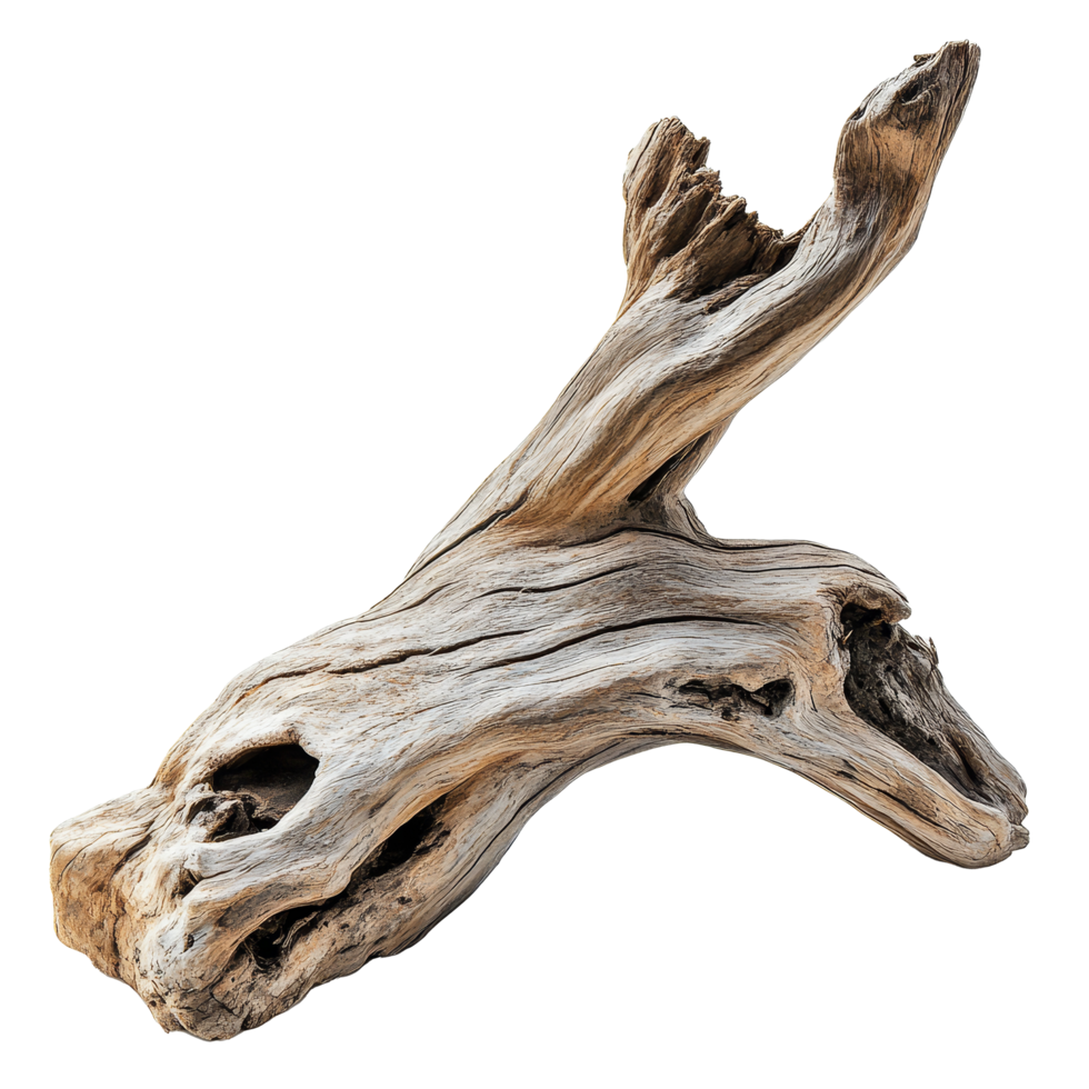 This driftwood log features distinct curves and textures, highlighting its natural beauty on a plain transparent background, driftwood log on transparent background png