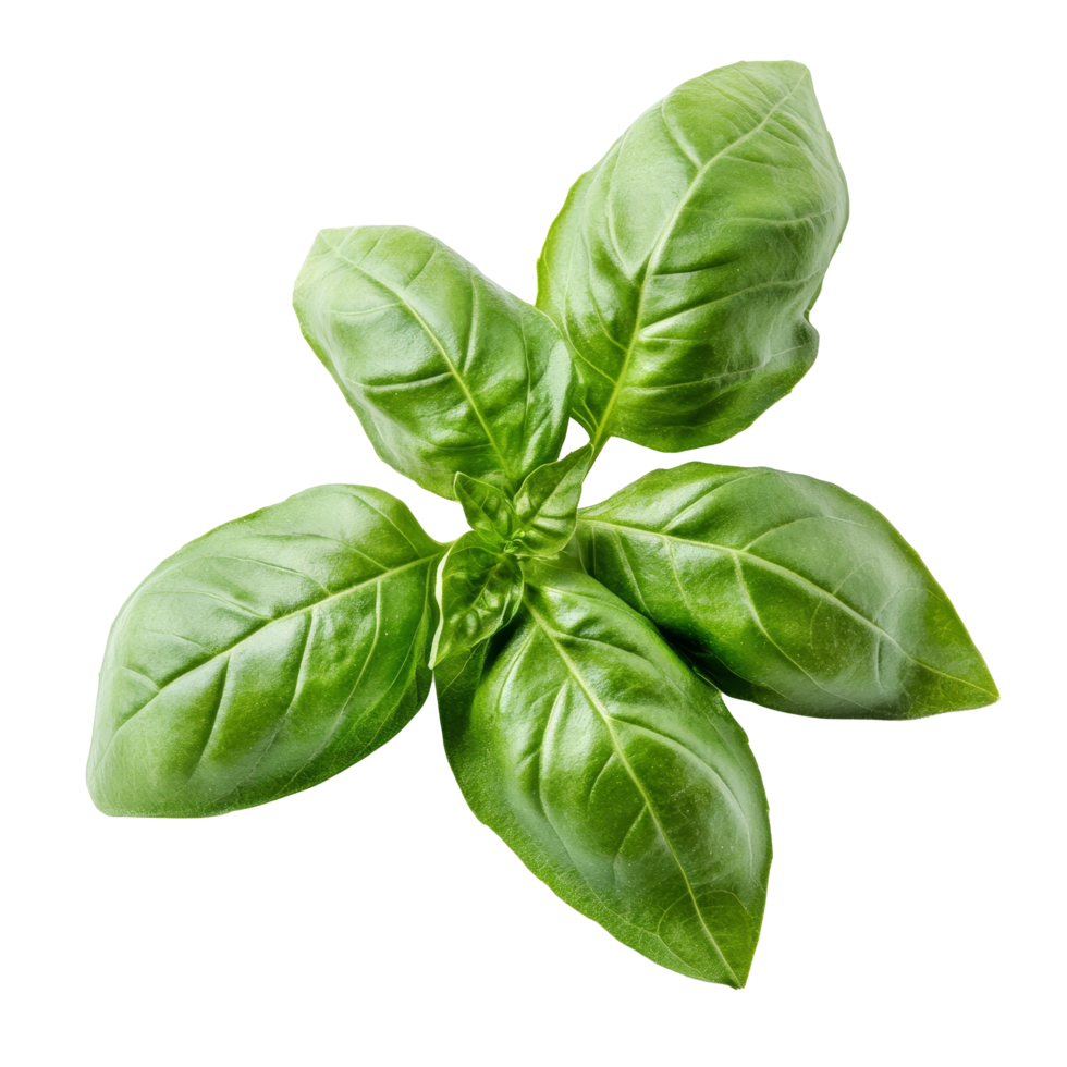 Vibrant fresh basil leaves are displayed on a clean surface, highlighting their rich green hue and smooth texture, fresh basil leaves on transparent background png
