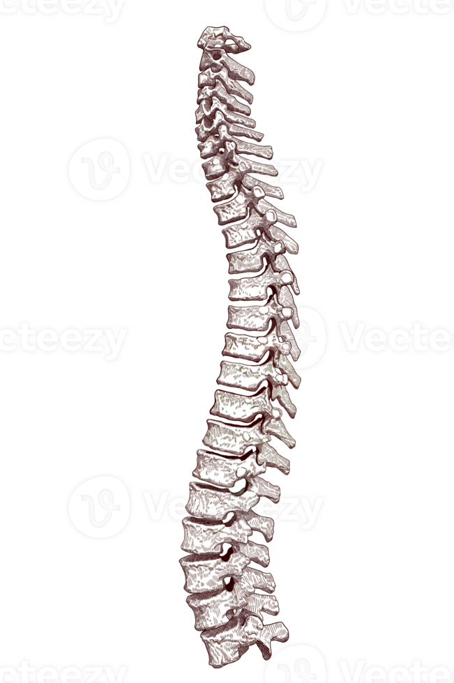Hand drawn vintage pen and ink spine bones illustration. png