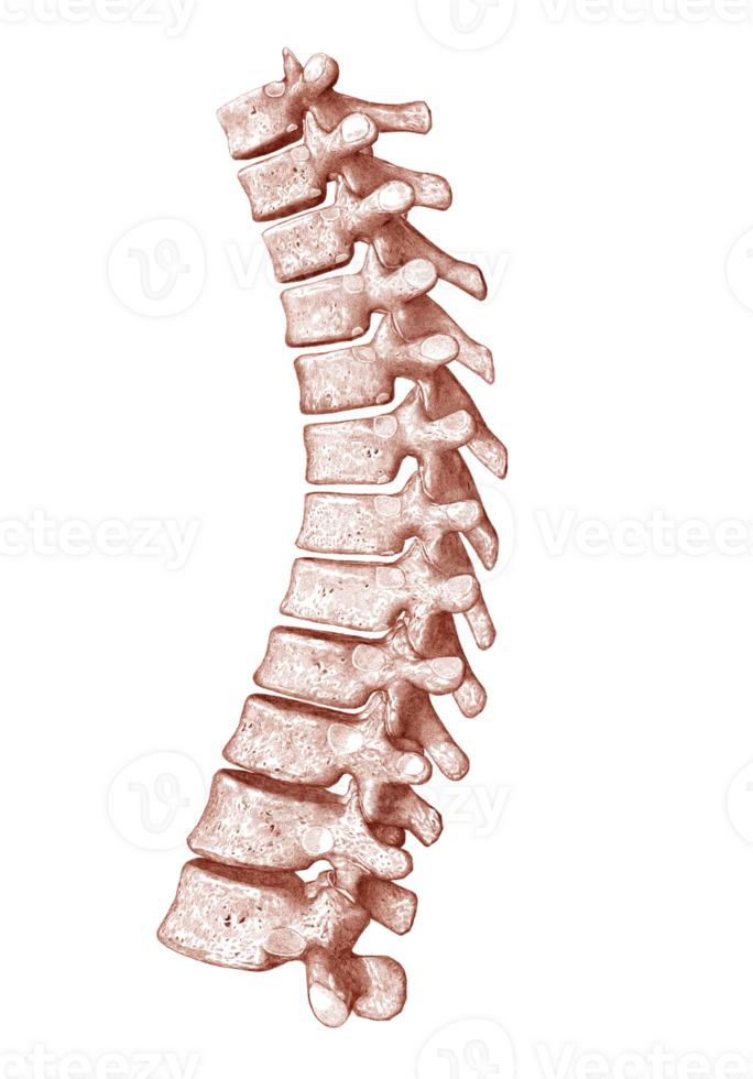 Isolated, stippling, vintage lateral side thoracic vertebrae. Medical illustration. png