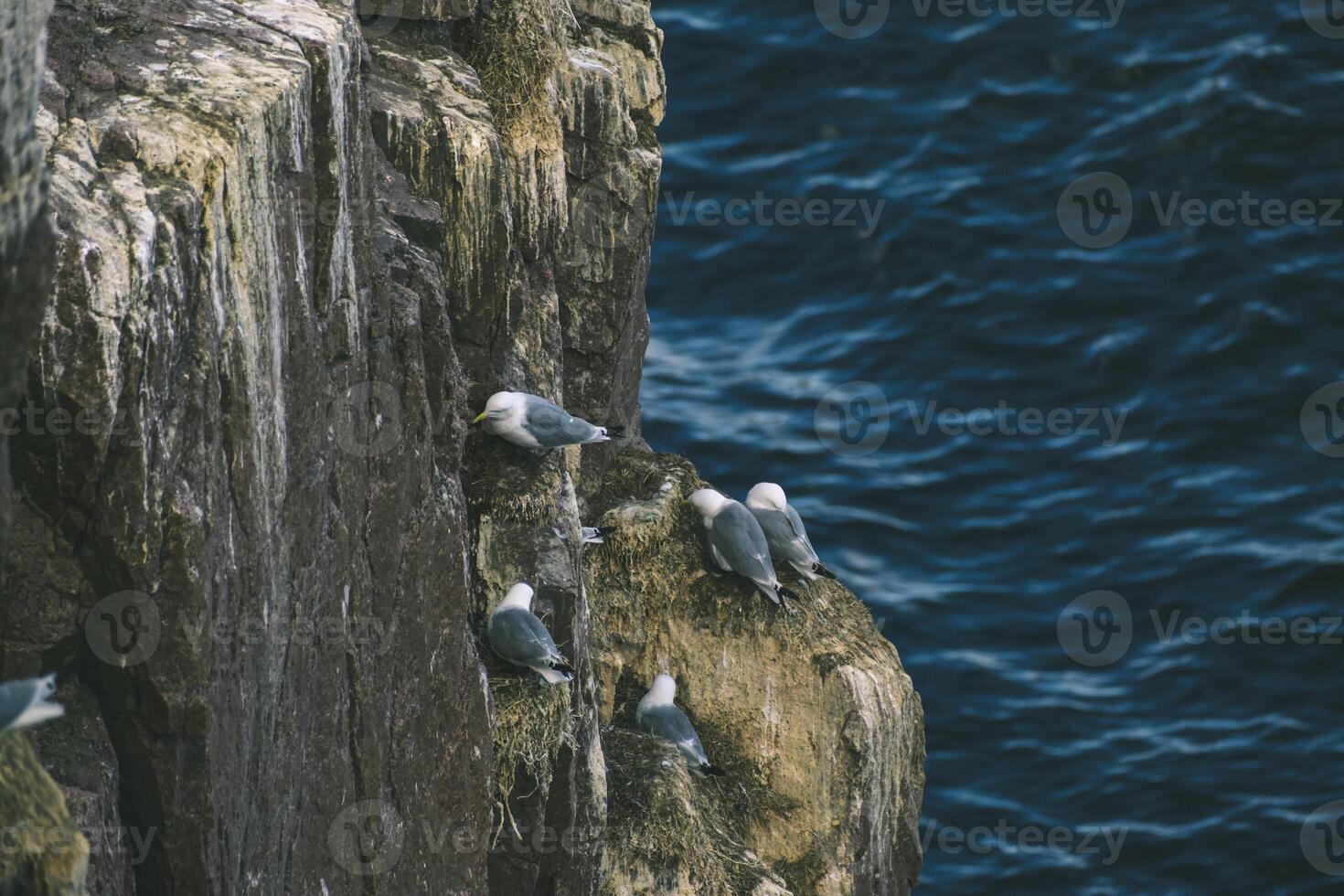 Seabirds Perched on a Rocky Cliff Overlooking the Ocean. photo