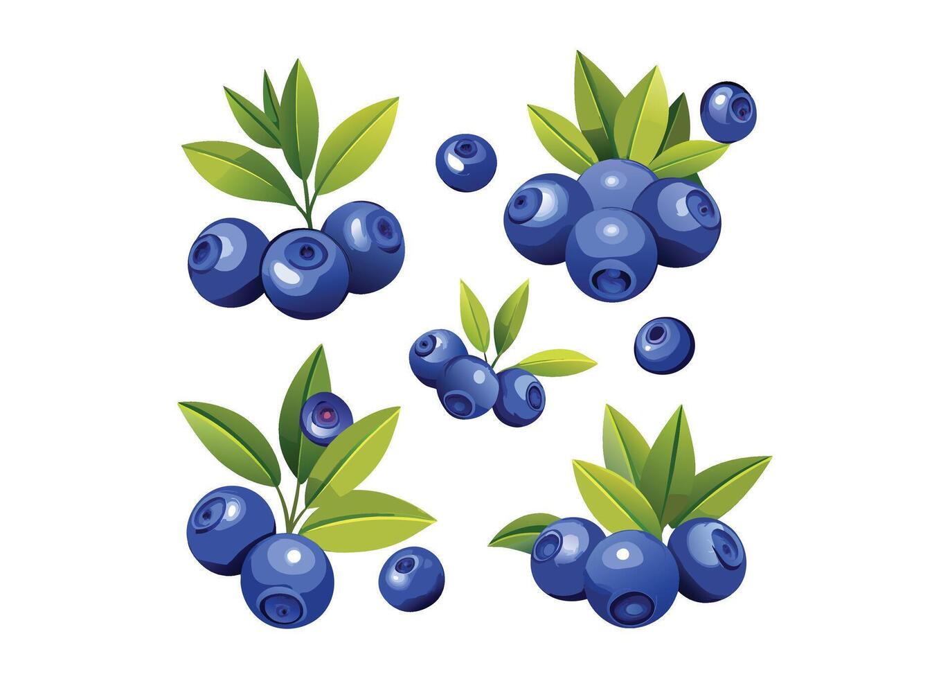 Blueberry green and blue engraved ink art. Berries and green leaves. Isolated blueberry illustration element. vector