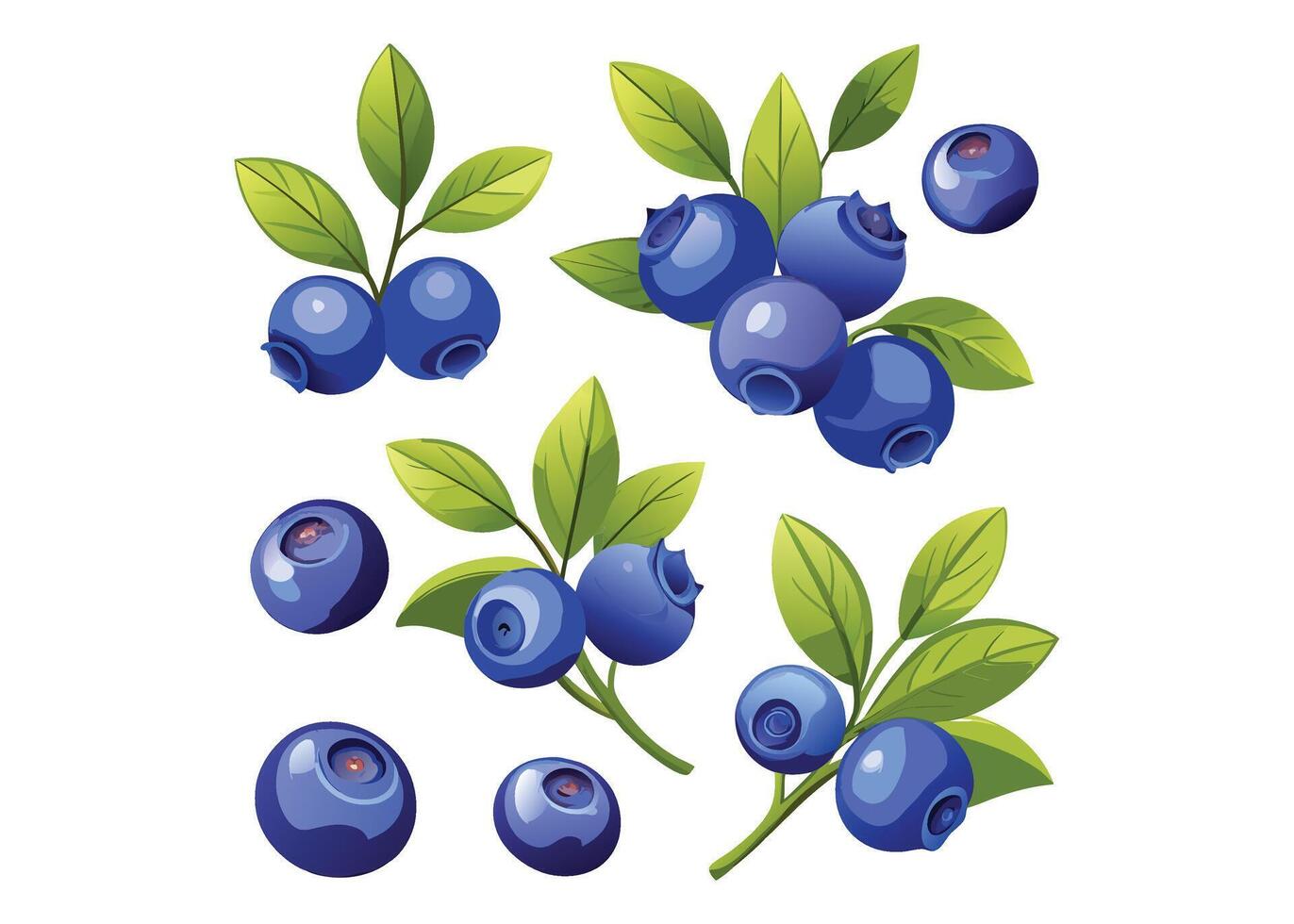 Blueberries with Green Leaves vector