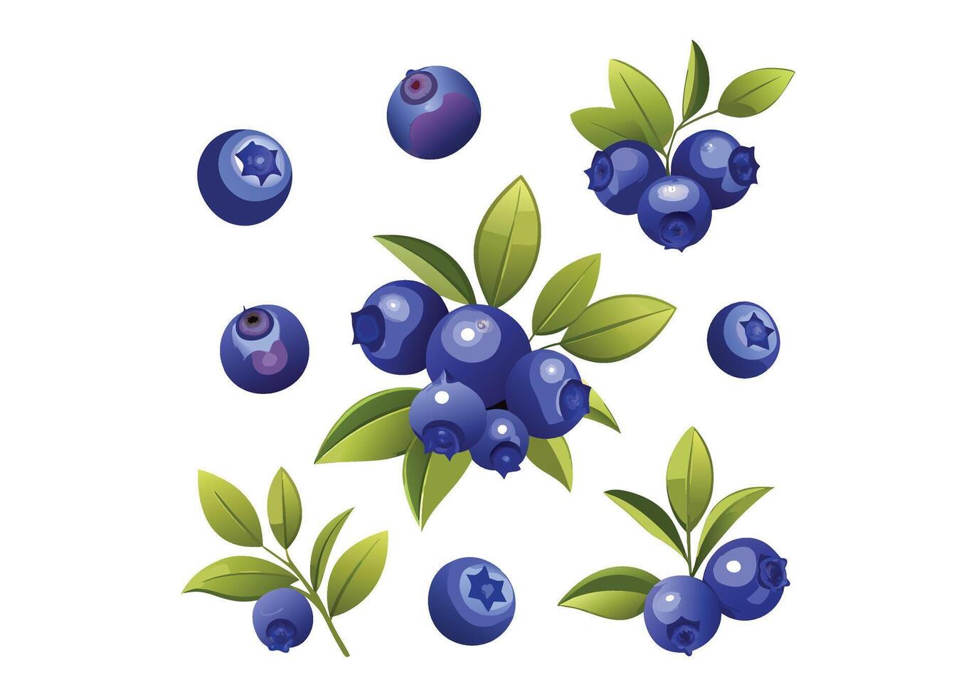 blueberries fruit illustration vector