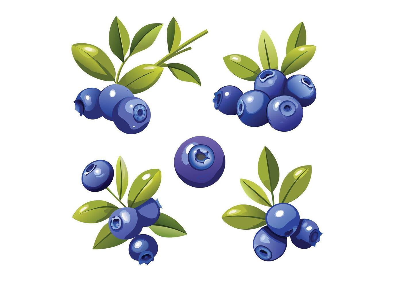 blueberry illustration set vector