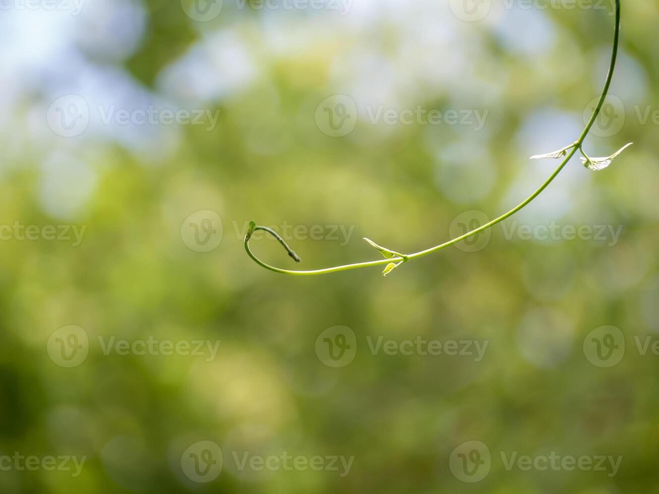 Tip of Cowslip creeper Vine in nature bokeh background photo