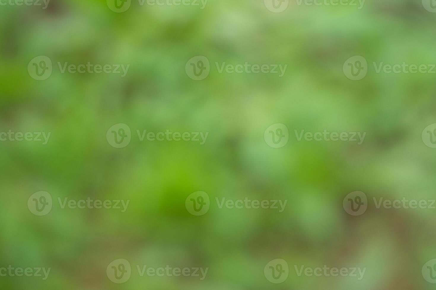 Natural outdoors bokeh background in green and yellow tones, Blurred green tree leaf background with bokeh photo