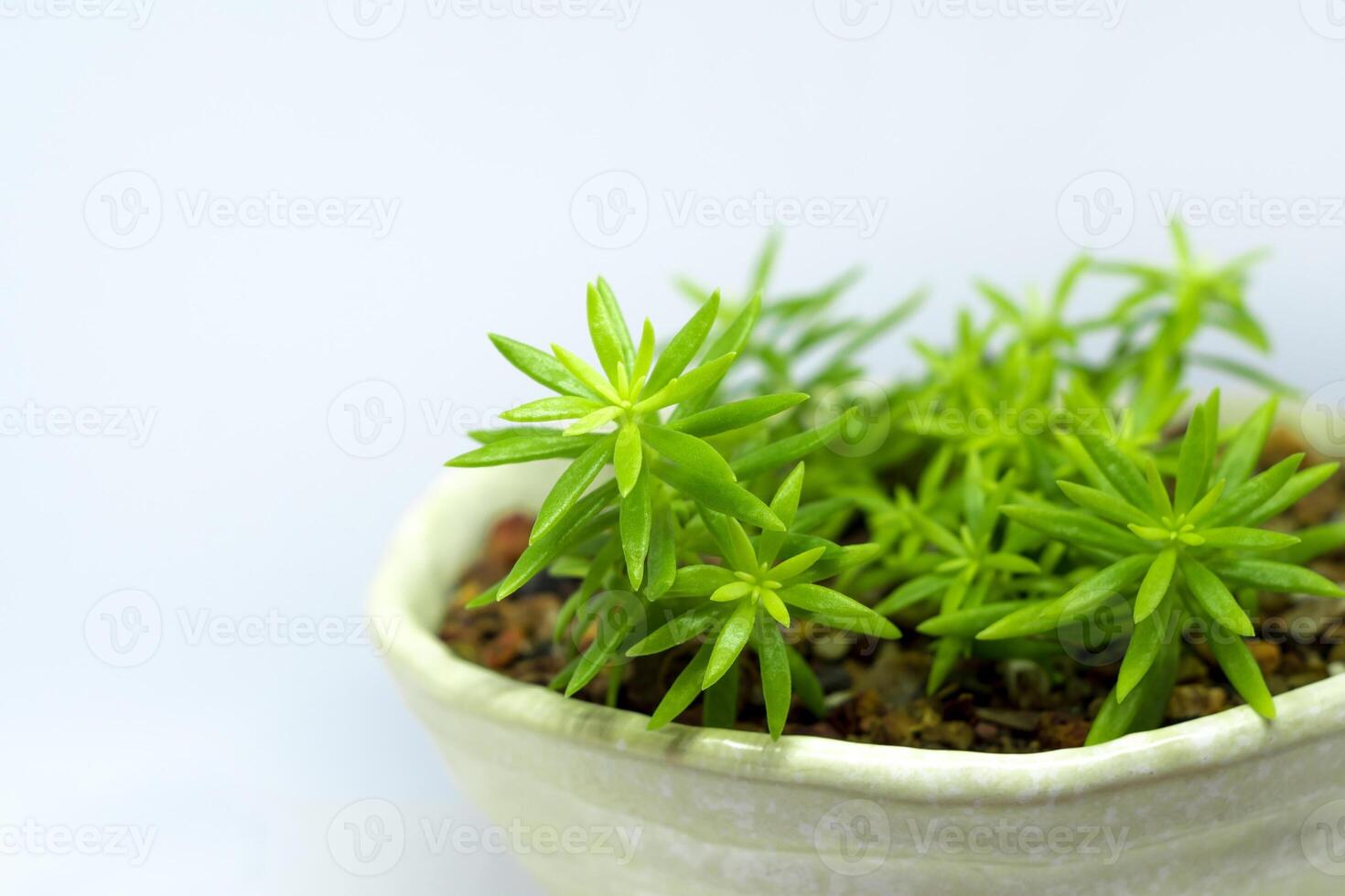 Succulent plant stonecrop, fresh leaves detail of sedum Angelina photo
