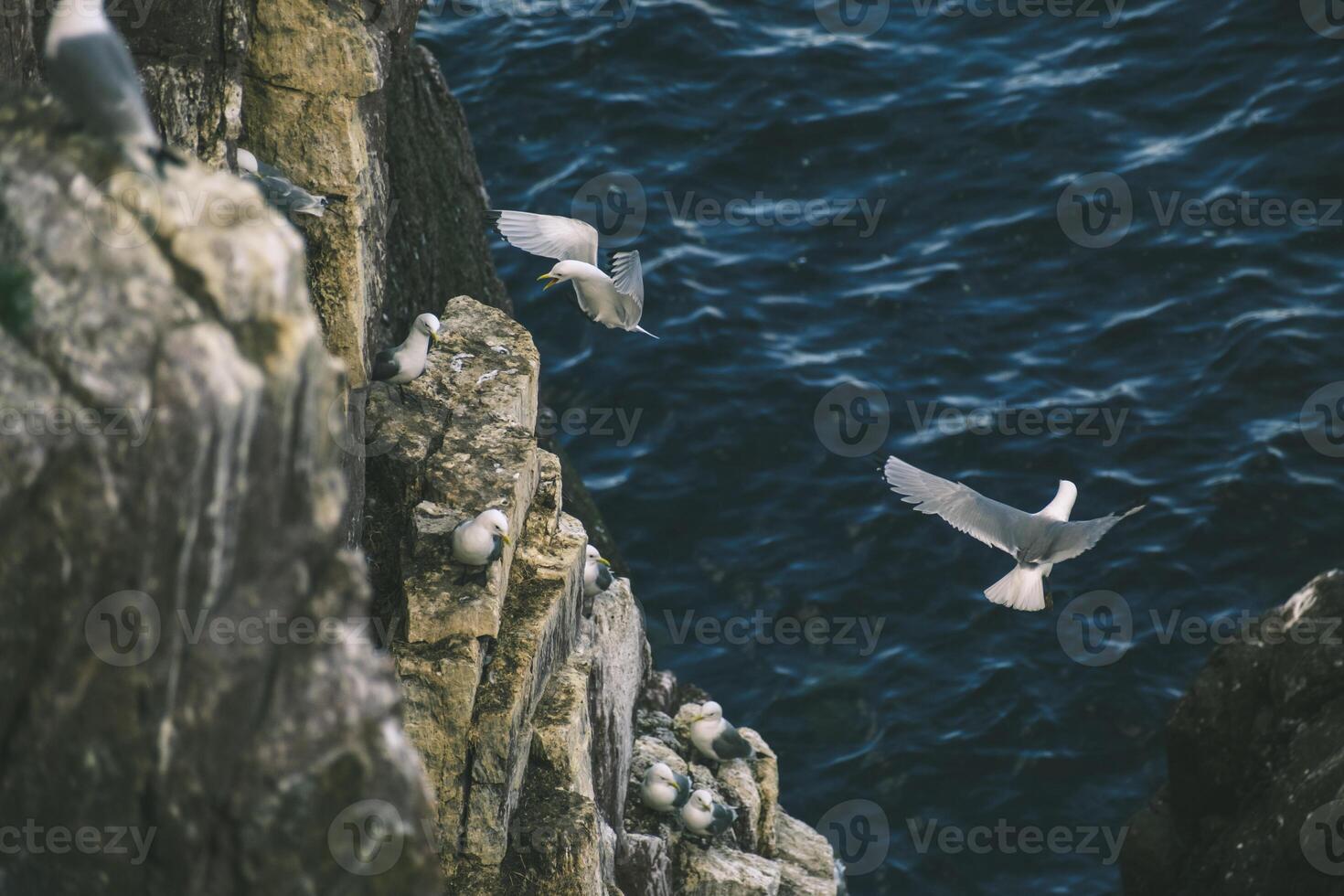 Seabirds Soaring and Perching on Rocky Cliff above Ocean. photo