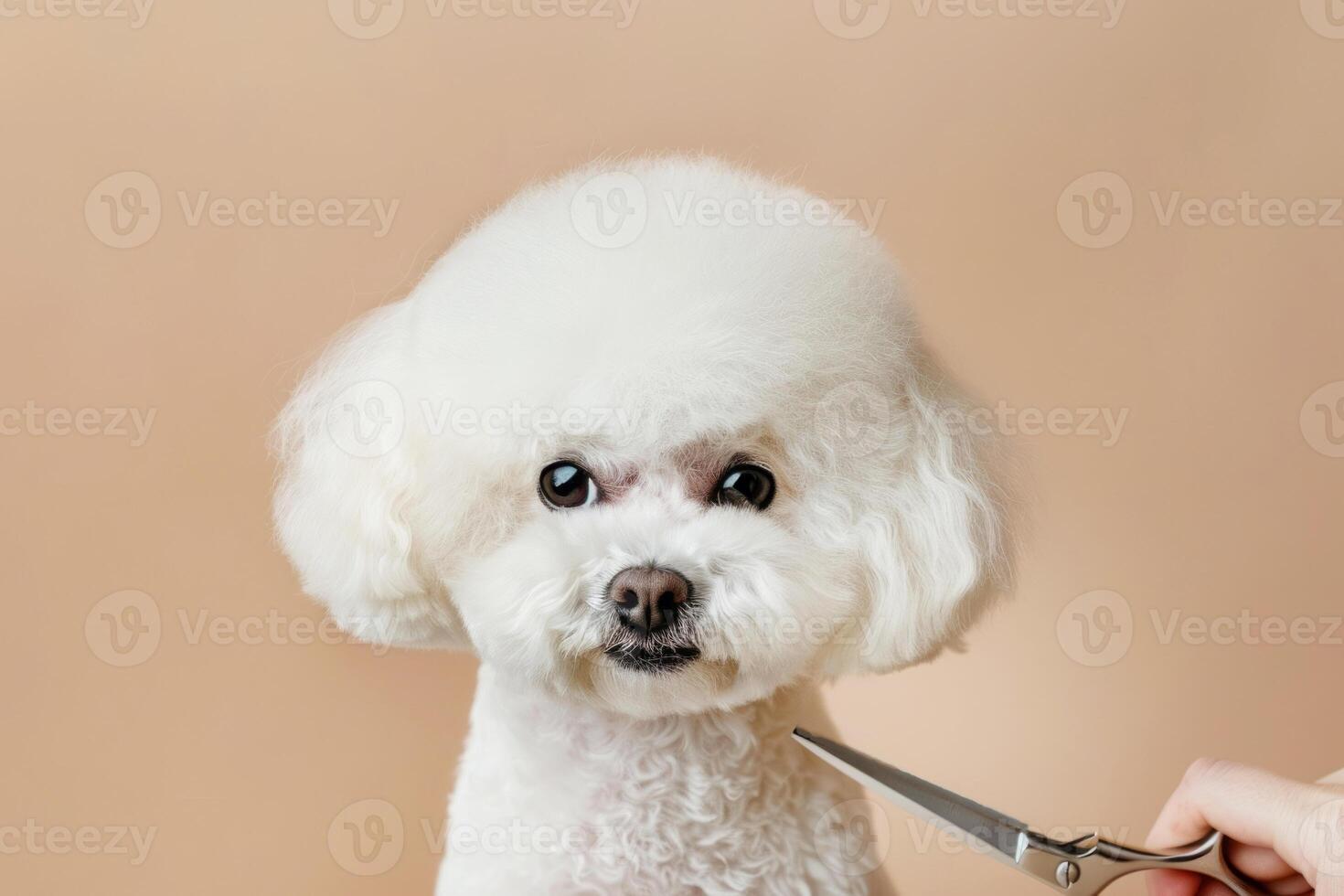 Photo of a white Bichon Frise dog in a professional barbershop. Groomer she cuts the dog's fur with scissors.