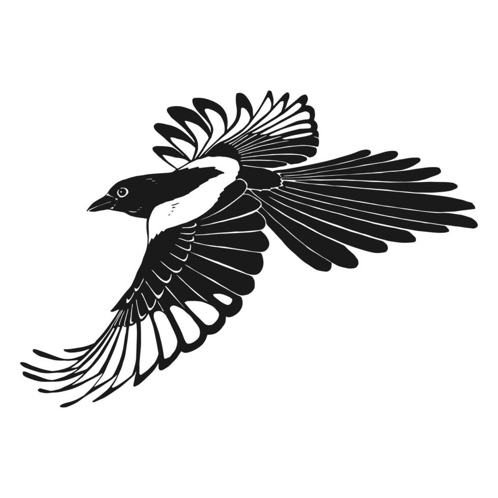 Magpie, flying bird. Hand drawn illustration. vector