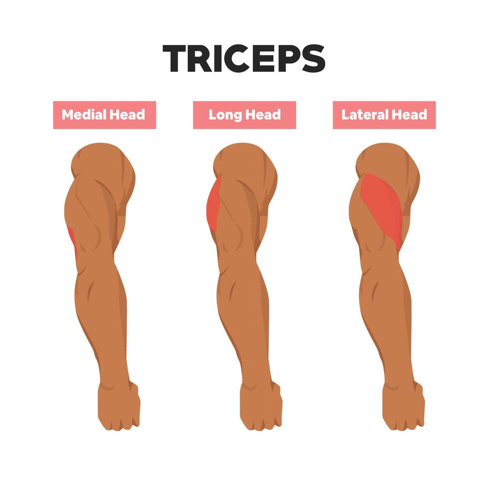 Tricep muscles anatomy. Medial, Long, and Lateral head of triceps. vector