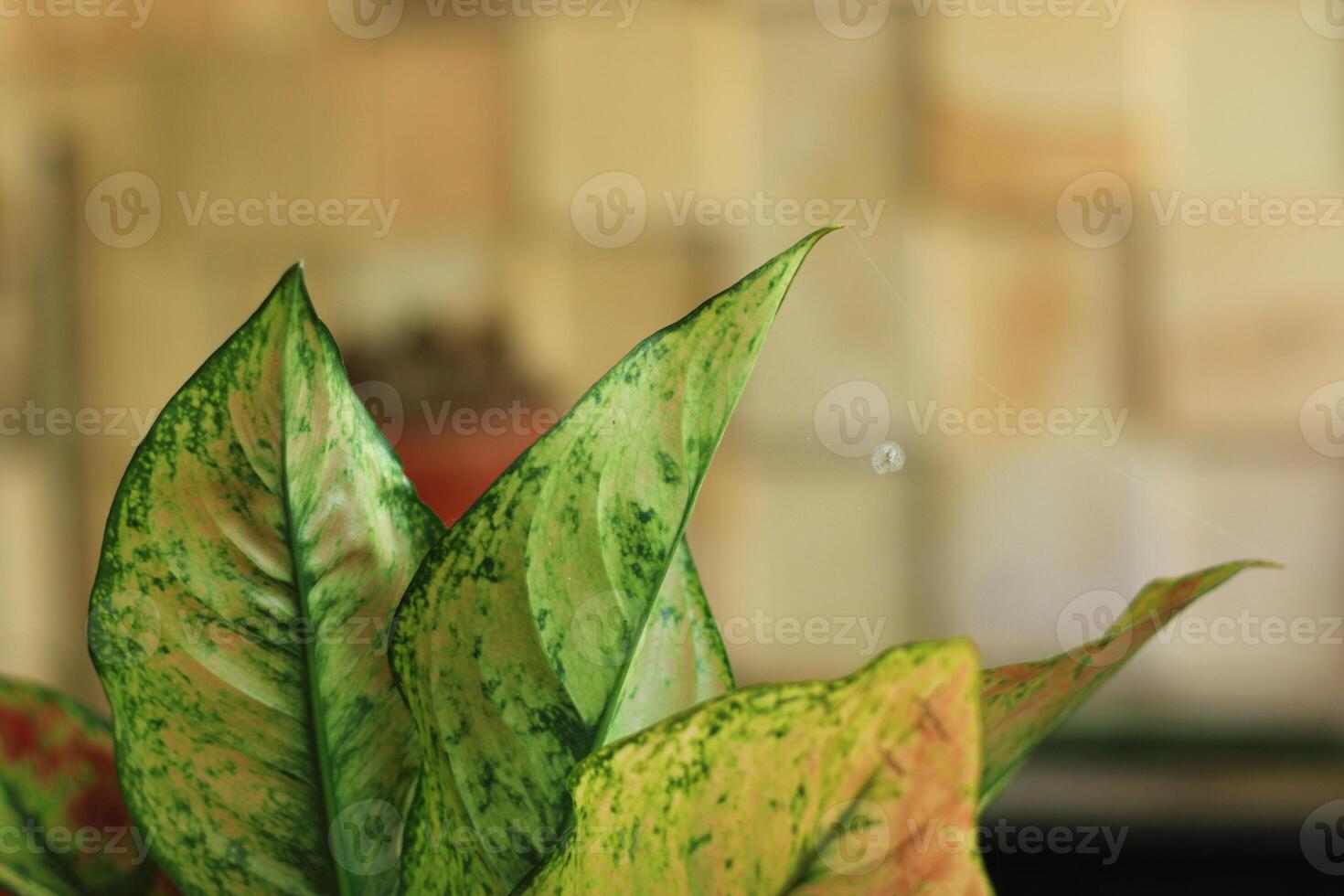Closeup of a variegated leaf with a spiderweb in the background. photo