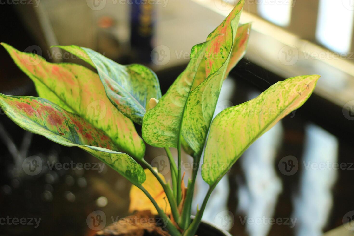 Closeup of green, yellow, and red patterned leaves on a houseplant. photo