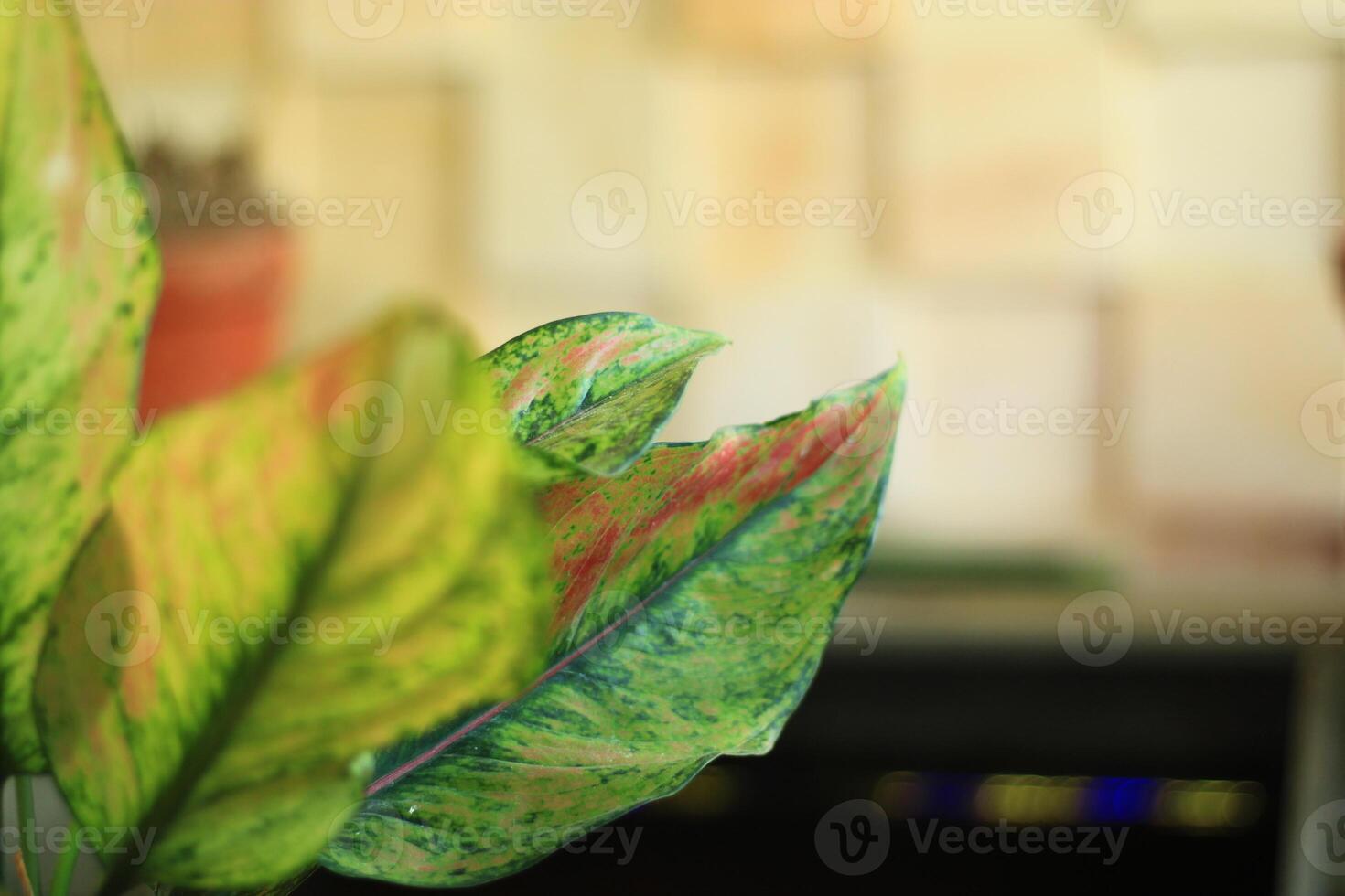 Close-up of green leaves with red and yellow speckles against a blurred background. photo
