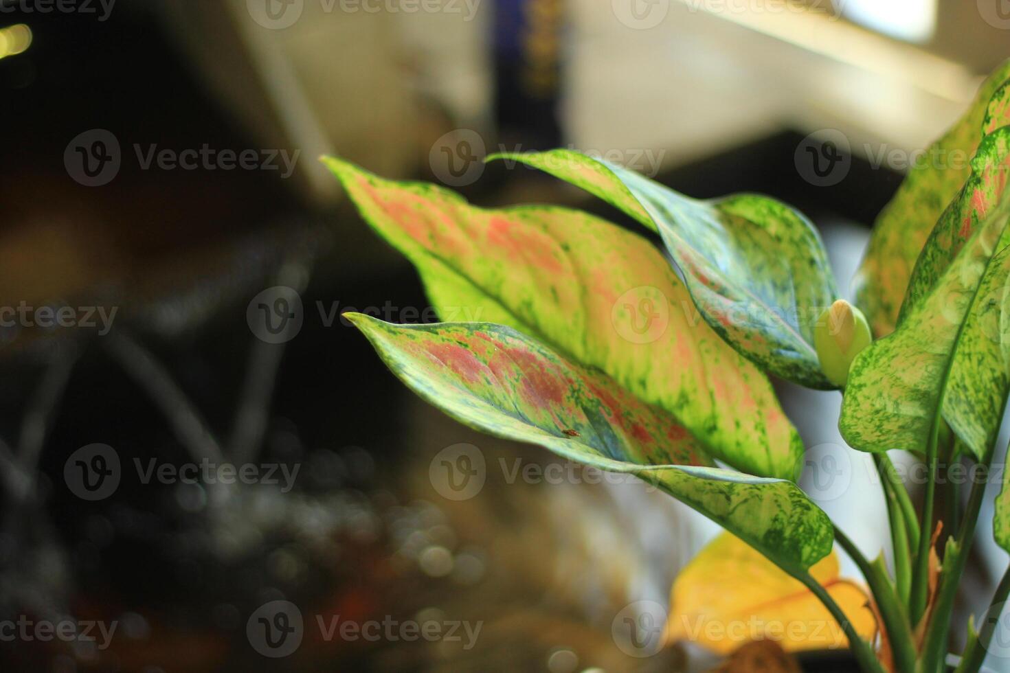 Close-up of a variegated plant with a soft focus background. photo