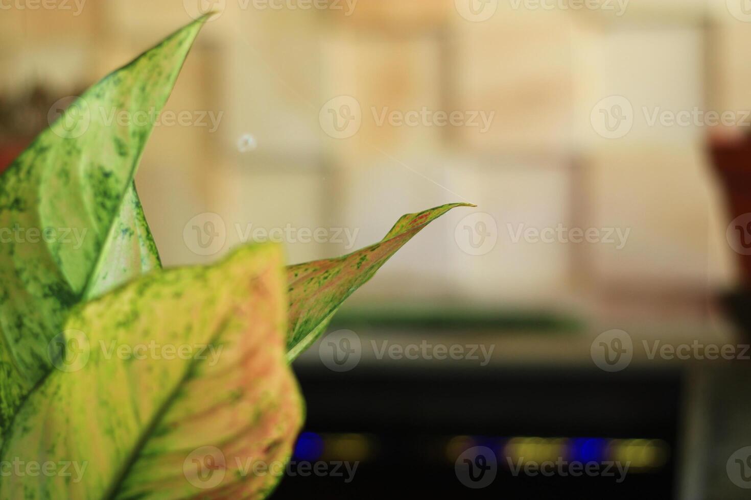 Close-up of a variegated leaf with blurred background. photo