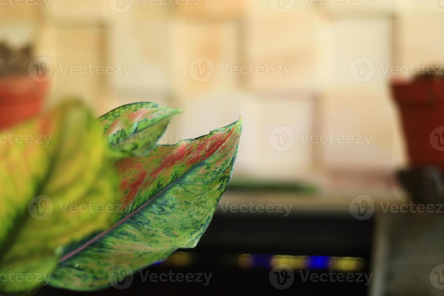 Close-up of a variegated leaf with red and green tones, blurred background. photo