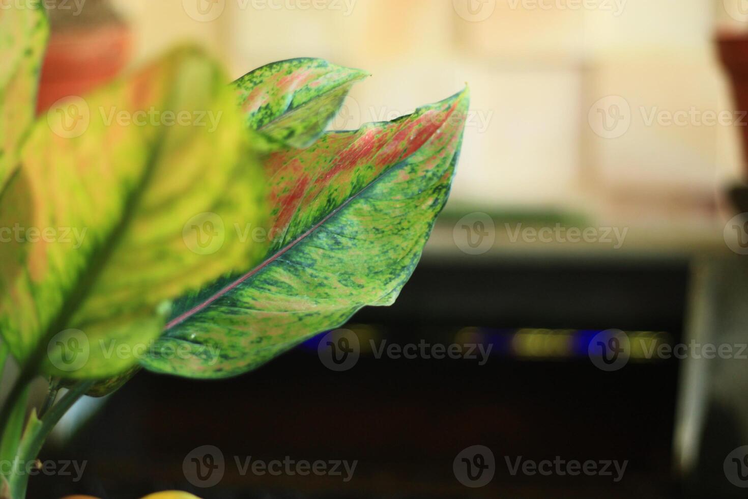 Close-up of a green and red leaf with blurred background. photo