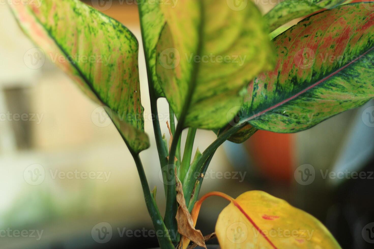 Close-up of vibrant green, red, and yellow patterned leaves. photo