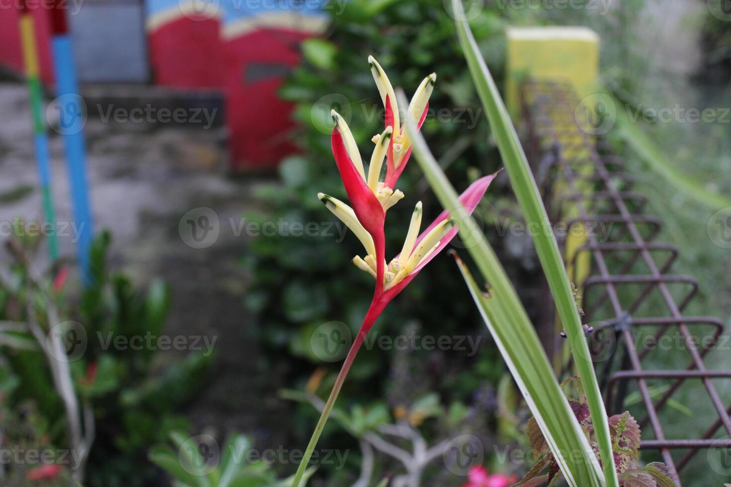 A close-up of a red and yellow flower with a blurred background. photo
