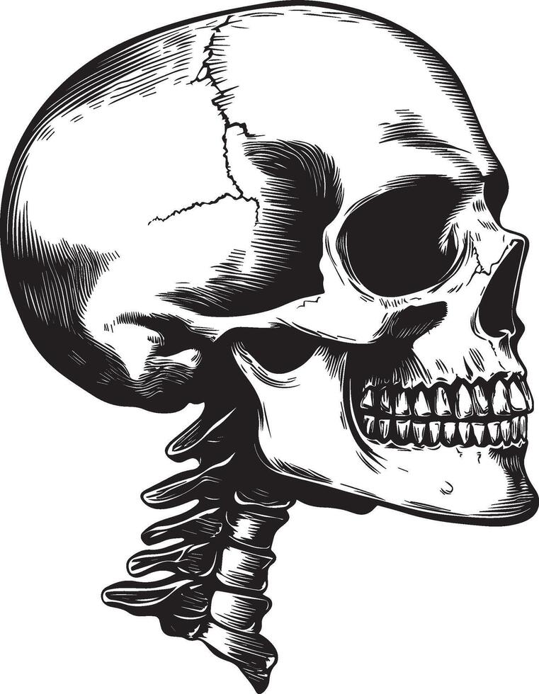 Skull skeleton head side view silhouette black vector