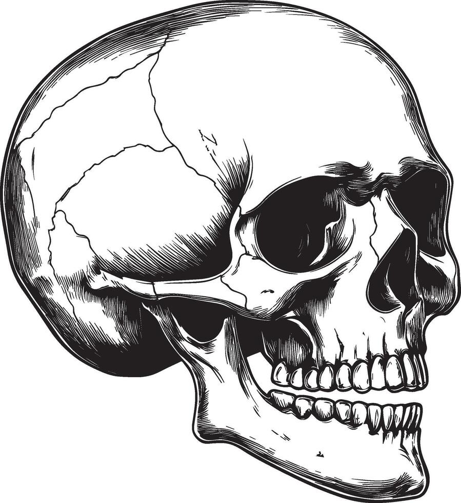 Skull skeleton head side view linear black vector