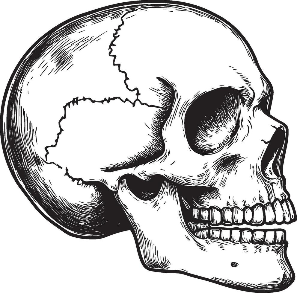 Skull skeleton head side view linear black vector