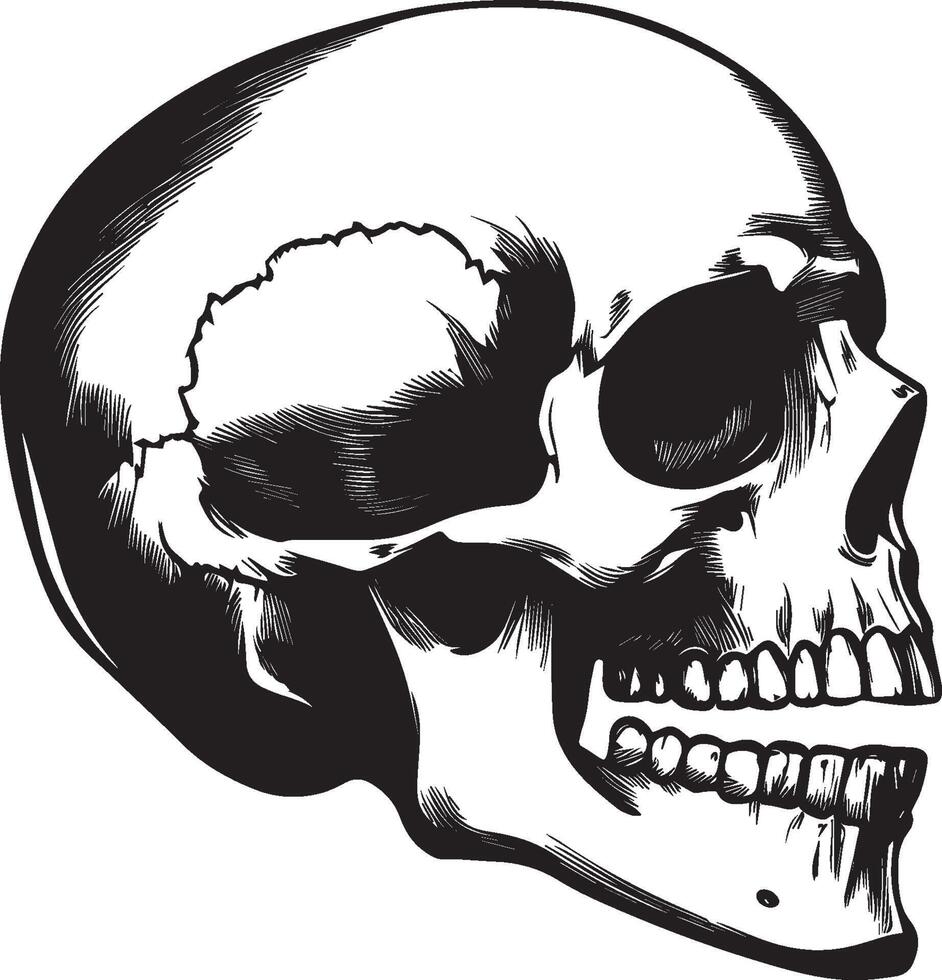 Skull skeleton head side view clean simple silhouette black vector