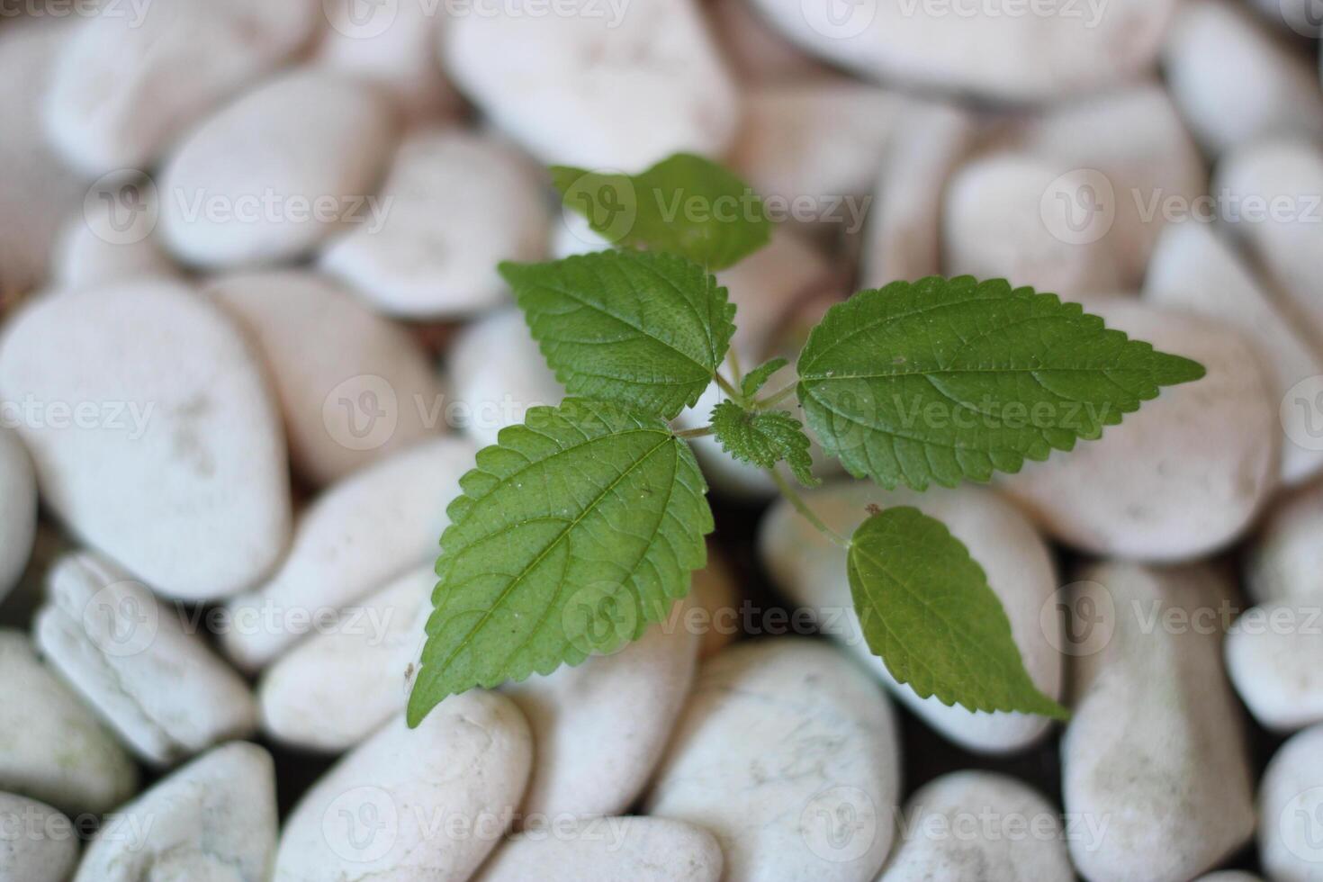 Small green plant growing amongst white stones. photo