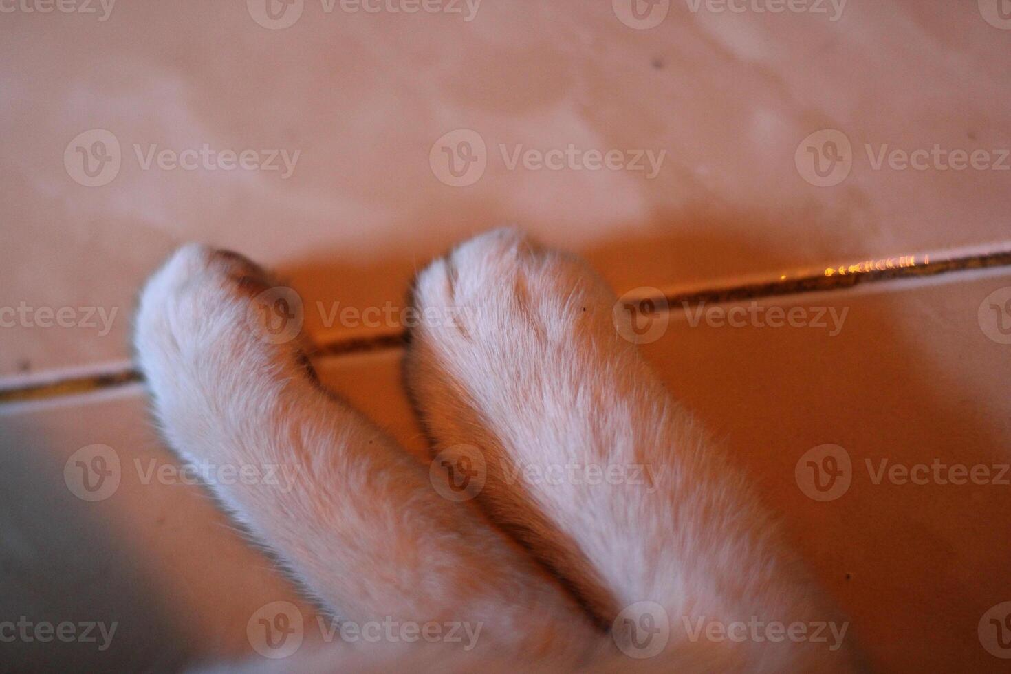 Close up of white cat paws. photo