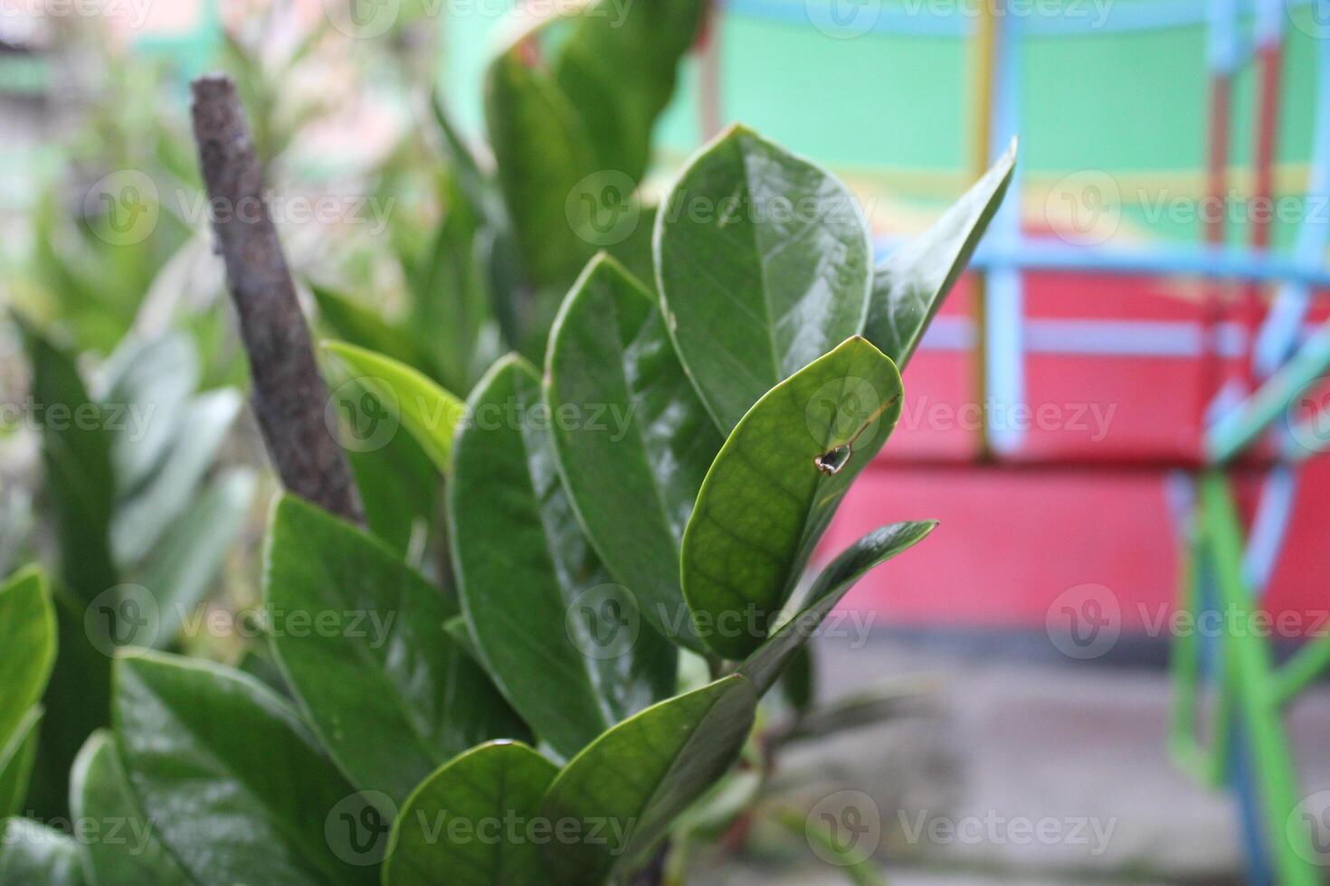 Lush green leaves with a blurred background of colorful objects. photo