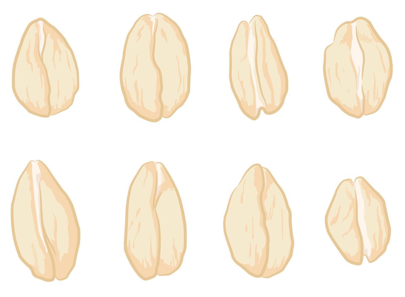 Oat Grains Oatmeal Seeds Top View vector