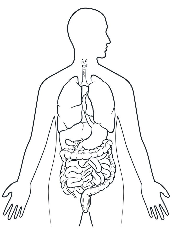 Sketch Human Internal Organs Inside Body vector
