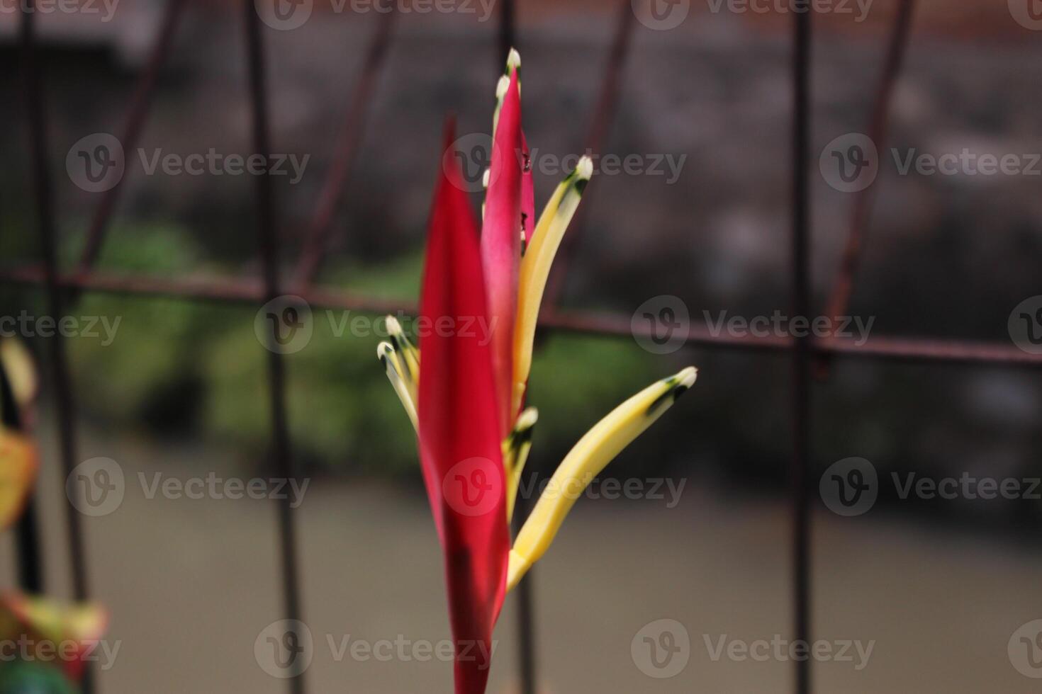 Close-up of a red and yellow flower bud against a blurred background. photo