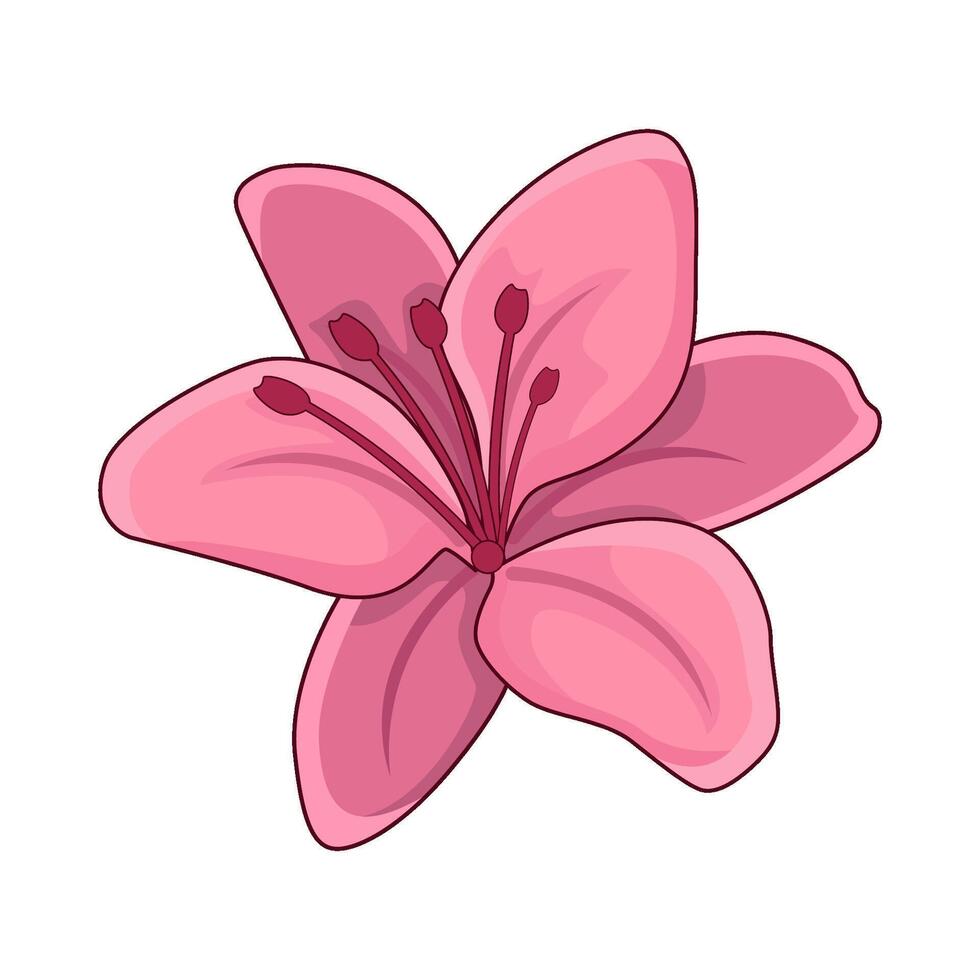 illustration of pink lily flower vector