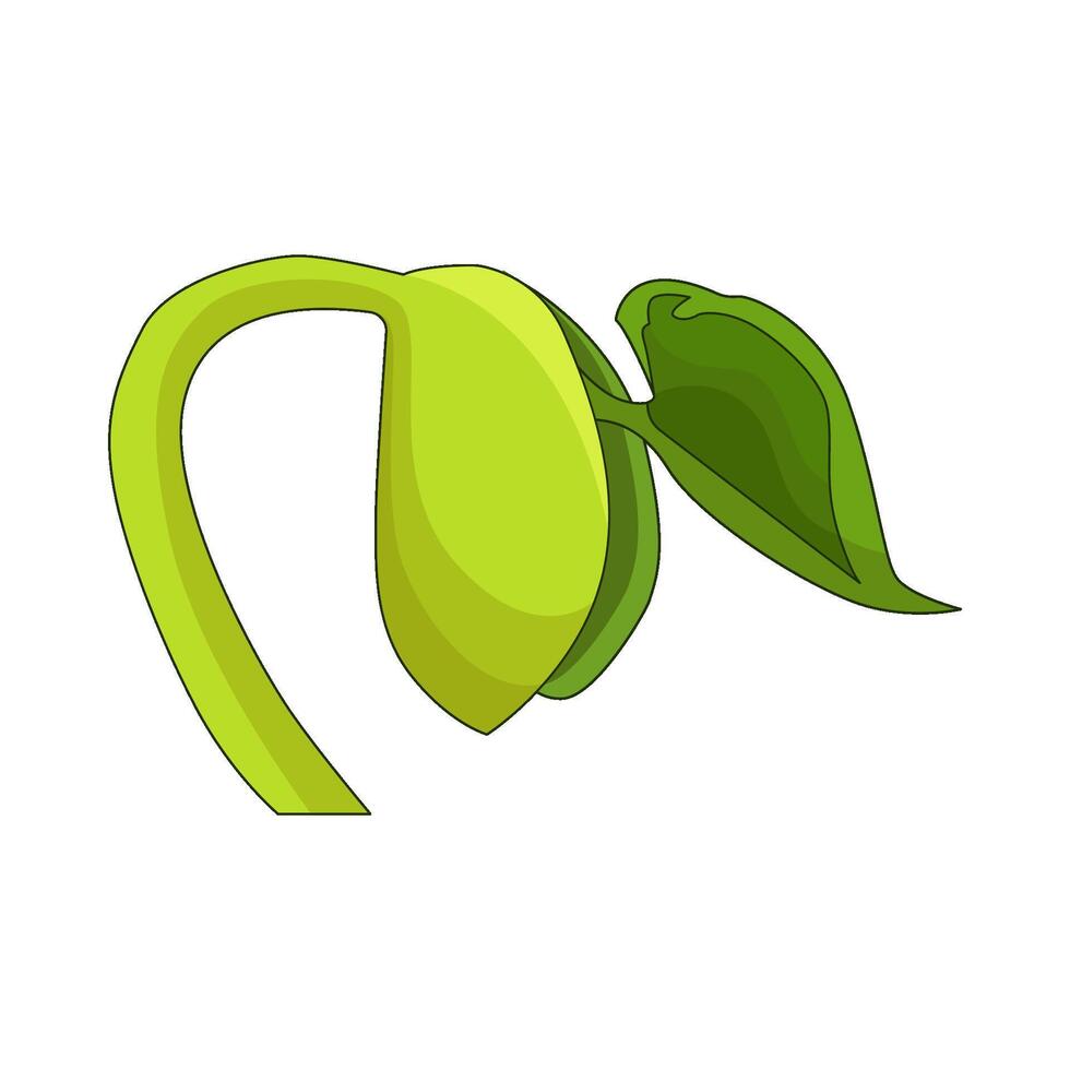 illustration of seed germination vector