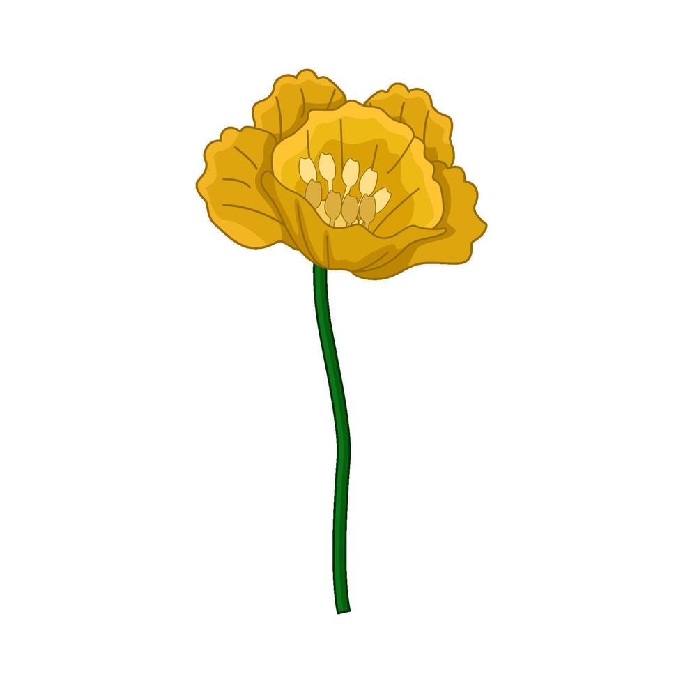 illustration of buttercup flower vector
