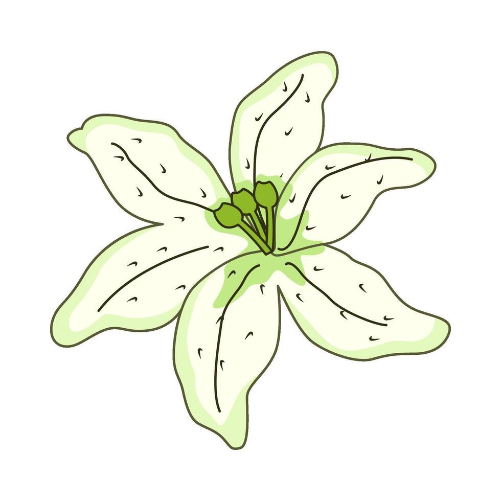 illustration of lily flower vector